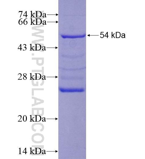 KLK15 fusion protein Ag12907 SDS-PAGE