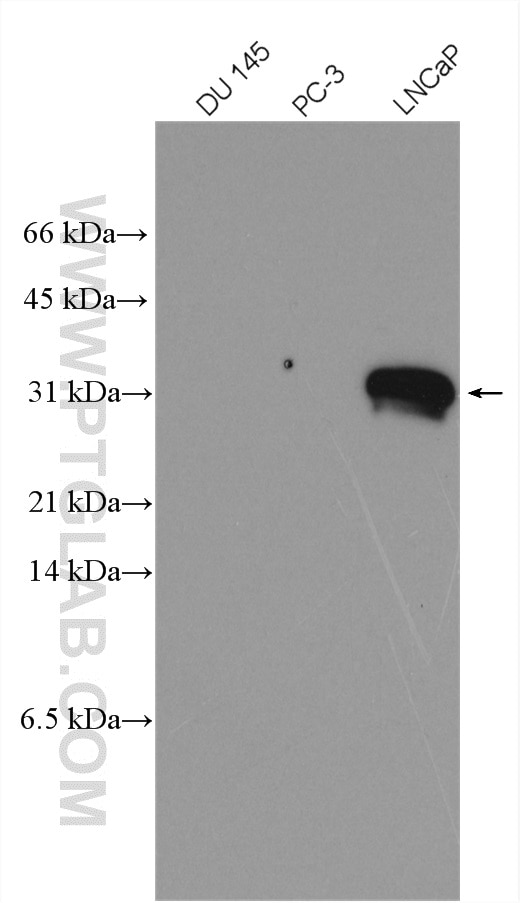 Western Blot (WB) analysis of various lysates using KLK3/PSA Polyclonal antibody (10679-1-AP)