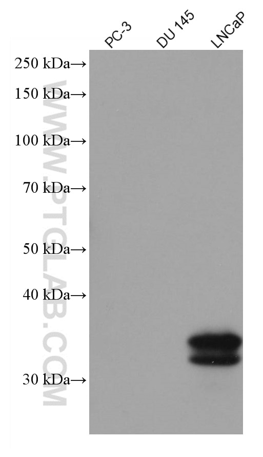 Western Blot (WB) analysis of various lysates using KLK3/PSA Monoclonal antibody (60338-1-Ig)