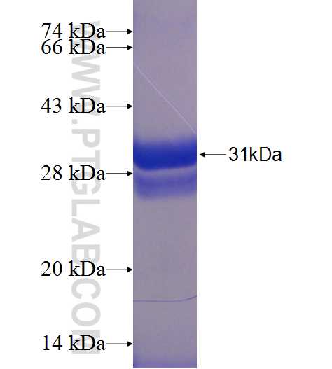 KLK4 fusion protein Ag24240 SDS-PAGE