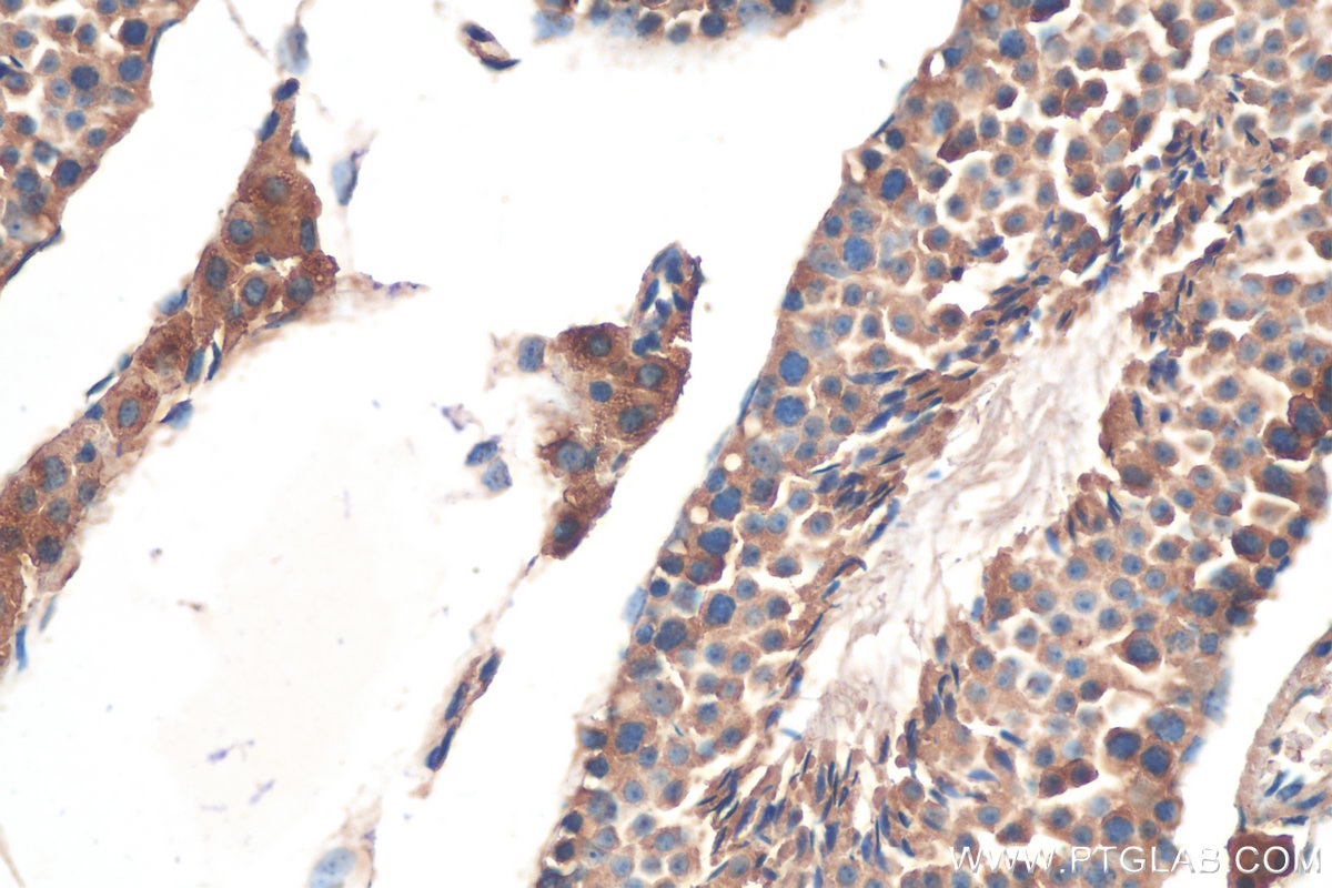 Immunohistochemistry (IHC) staining of mouse testis tissue using Kallikrein 5 Polyclonal antibody (10514-2-AP)