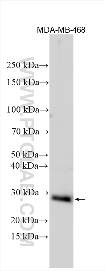 Western Blot (WB) analysis of various lysates using Kallikrein 6 Polyclonal antibody (12264-1-AP)