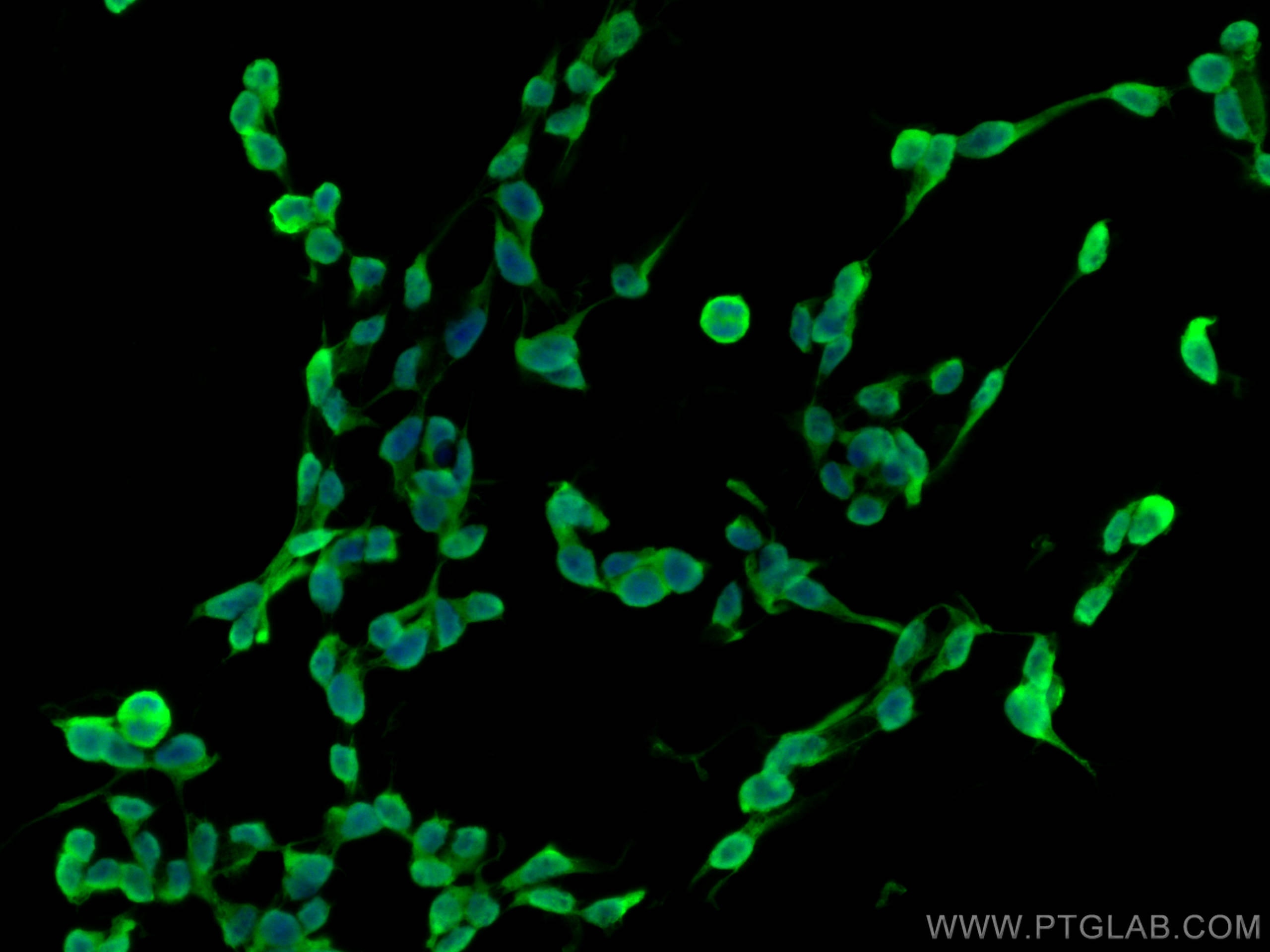 Immunofluorescence (IF) / fluorescent staining of SH-SY5Y cells using KLK8 Monoclonal antibody (68247-1-Ig)