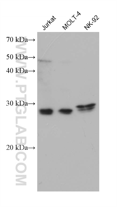 Western Blot (WB) analysis of various lysates using KLK8 Monoclonal antibody (68247-1-Ig)
