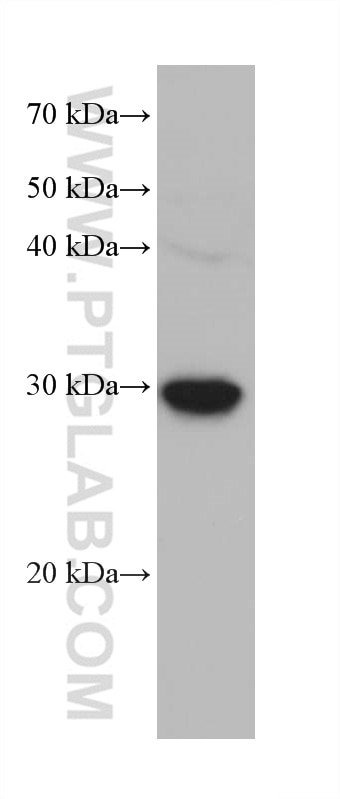 Western Blot (WB) analysis of EC109 cells using KLK8 Monoclonal antibody (68247-1-Ig)