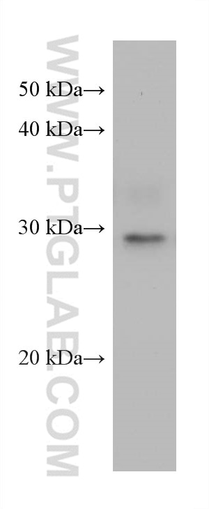 Western Blot (WB) analysis of A431 cells using KLK8 Monoclonal antibody (68247-1-Ig)