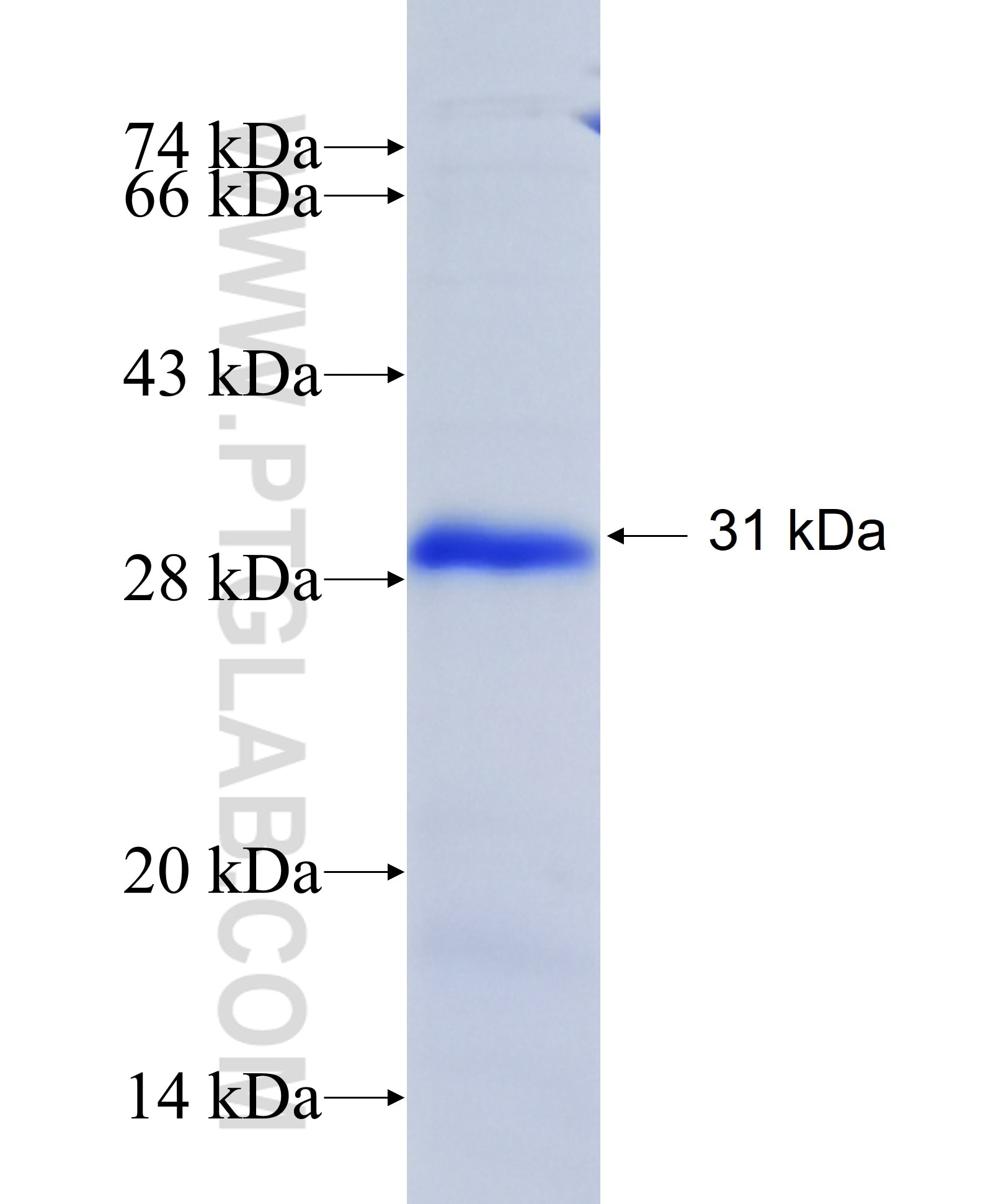 KLK8 fusion protein Ag41729 SDS-PAGE