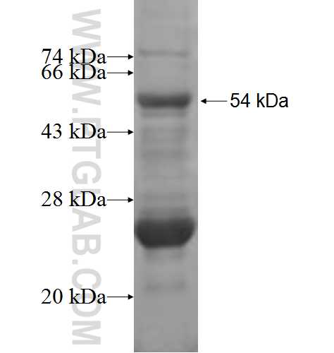 KLK8 fusion protein Ag5472 SDS-PAGE