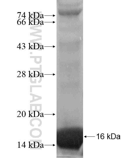 KLK9 fusion protein Ag18874 SDS-PAGE