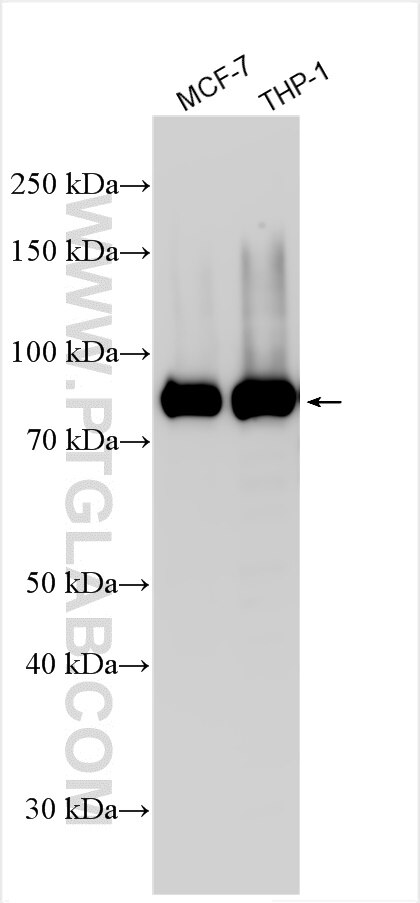 Western Blot (WB) analysis of various lysates using KLRAQ1 Polyclonal antibody (31532-1-AP)