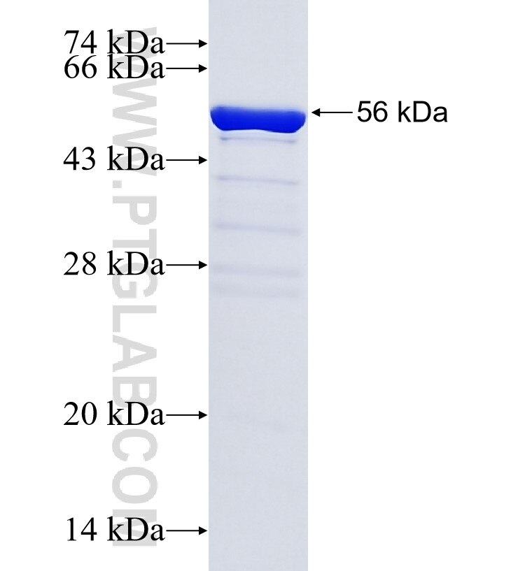 KLRAQ1 fusion protein Ag35449 SDS-PAGE