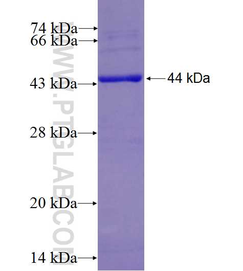 KLRB1,CD161 fusion protein Ag27179 SDS-PAGE