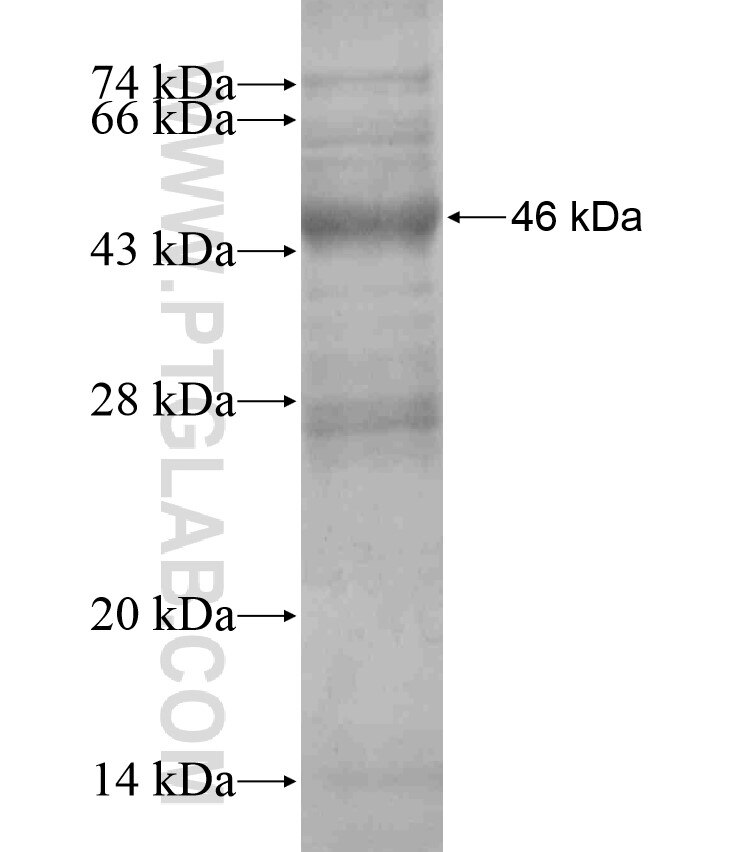 KLRB1,CD161 fusion protein Ag17816 SDS-PAGE