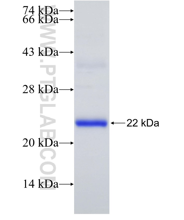 KLRBC fusion protein Ag31941 SDS-PAGE