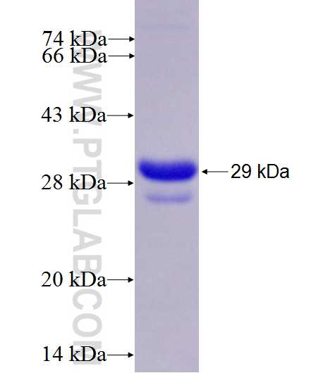 KLRC1 fusion protein Ag27091 SDS-PAGE