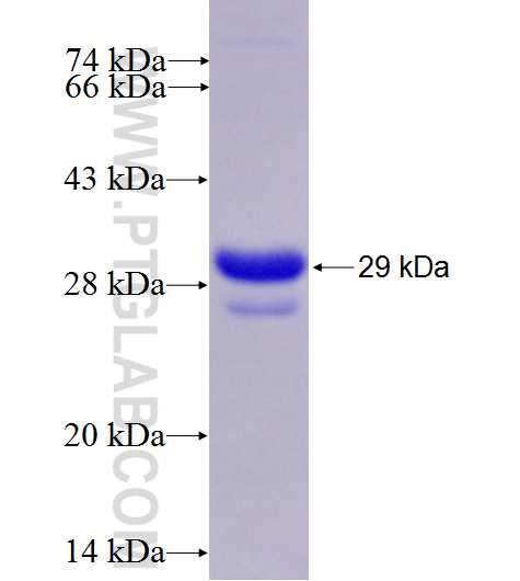 KLRC1 fusion protein Ag27091 SDS-PAGE