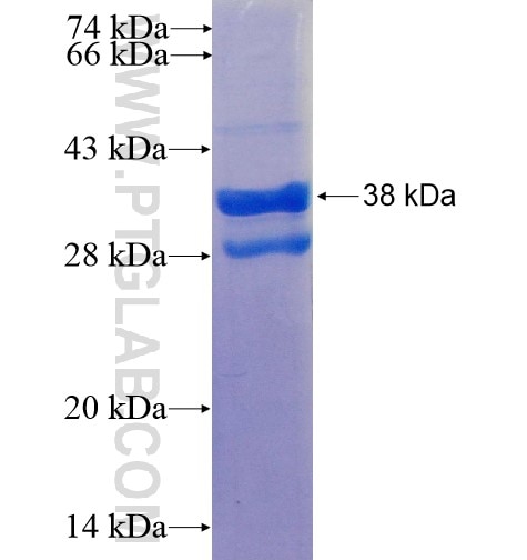 KLRF1 fusion protein Ag16008 SDS-PAGE