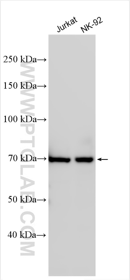 Western Blot (WB) analysis of various lysates using KLRG1 Polyclonal antibody (10974-1-AP)