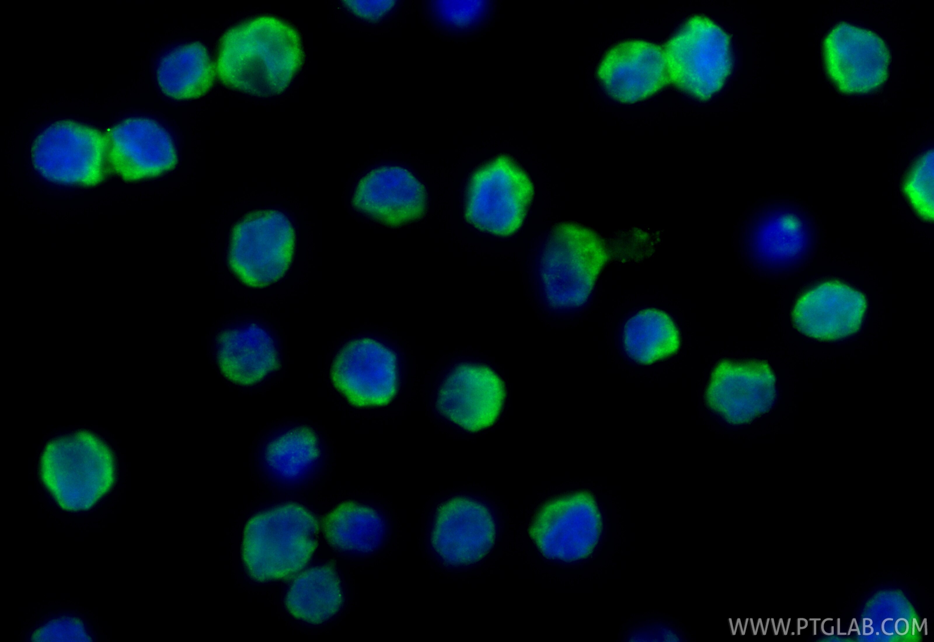 Immunofluorescence (IF) / fluorescent staining of Jurkat cells using CoraLite® Plus 488-conjugated KLRG1 Recombinant an (CL488-84785-5)