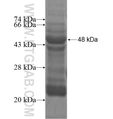 KLRG1 fusion protein Ag1407 SDS-PAGE