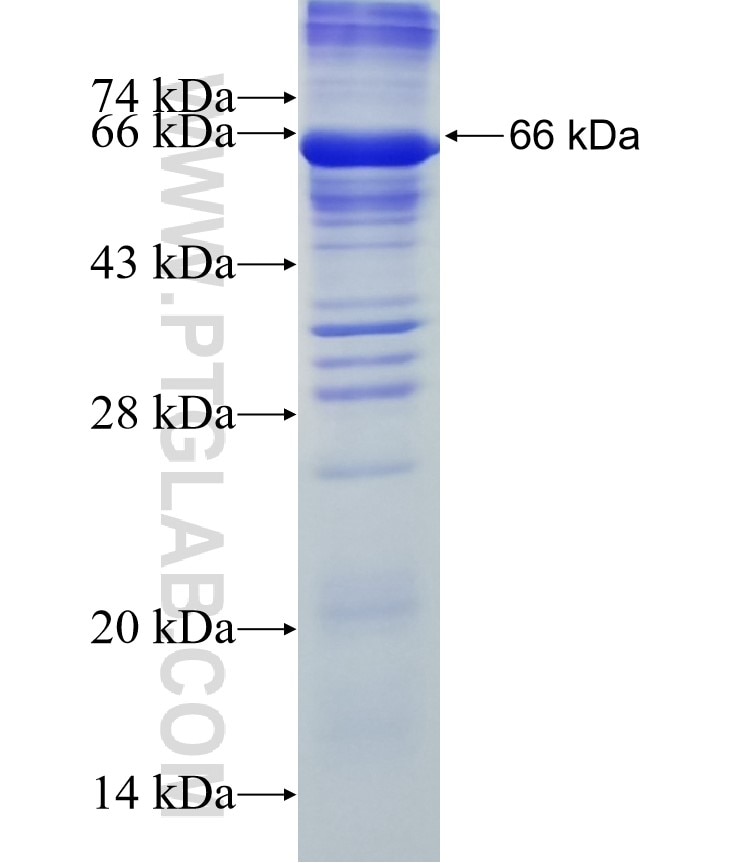 KLRG2 fusion protein Ag13215 SDS-PAGE KLRG2 fusion protein Ag13215 SDS-PAGE