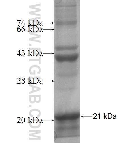 KLRK1 fusion protein Ag8054 SDS-PAGE
