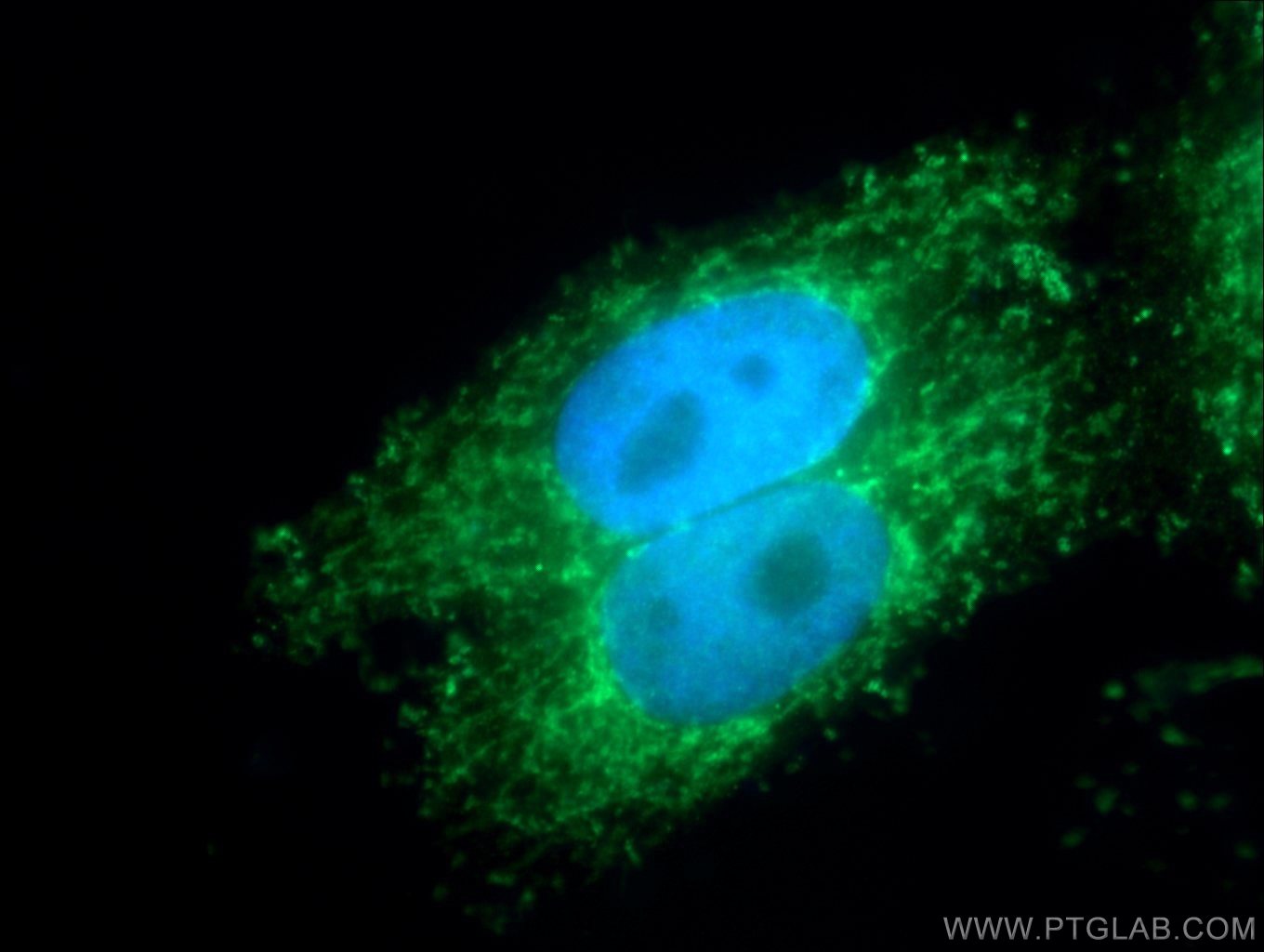 Immunofluorescence (IF) / fluorescent staining of HepG2 cells using KMO Polyclonal antibody (10698-1-AP)