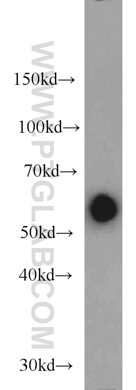 Western Blot (WB) analysis of mouse spleen tissue using KMO Polyclonal antibody (10698-1-AP)