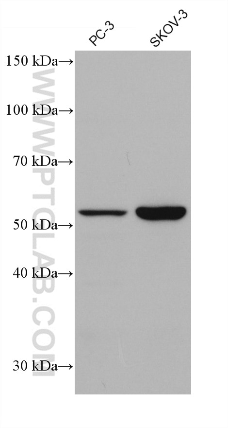 Western Blot (WB) analysis of various lysates using KMO Monoclonal antibody (60029-1-Ig)