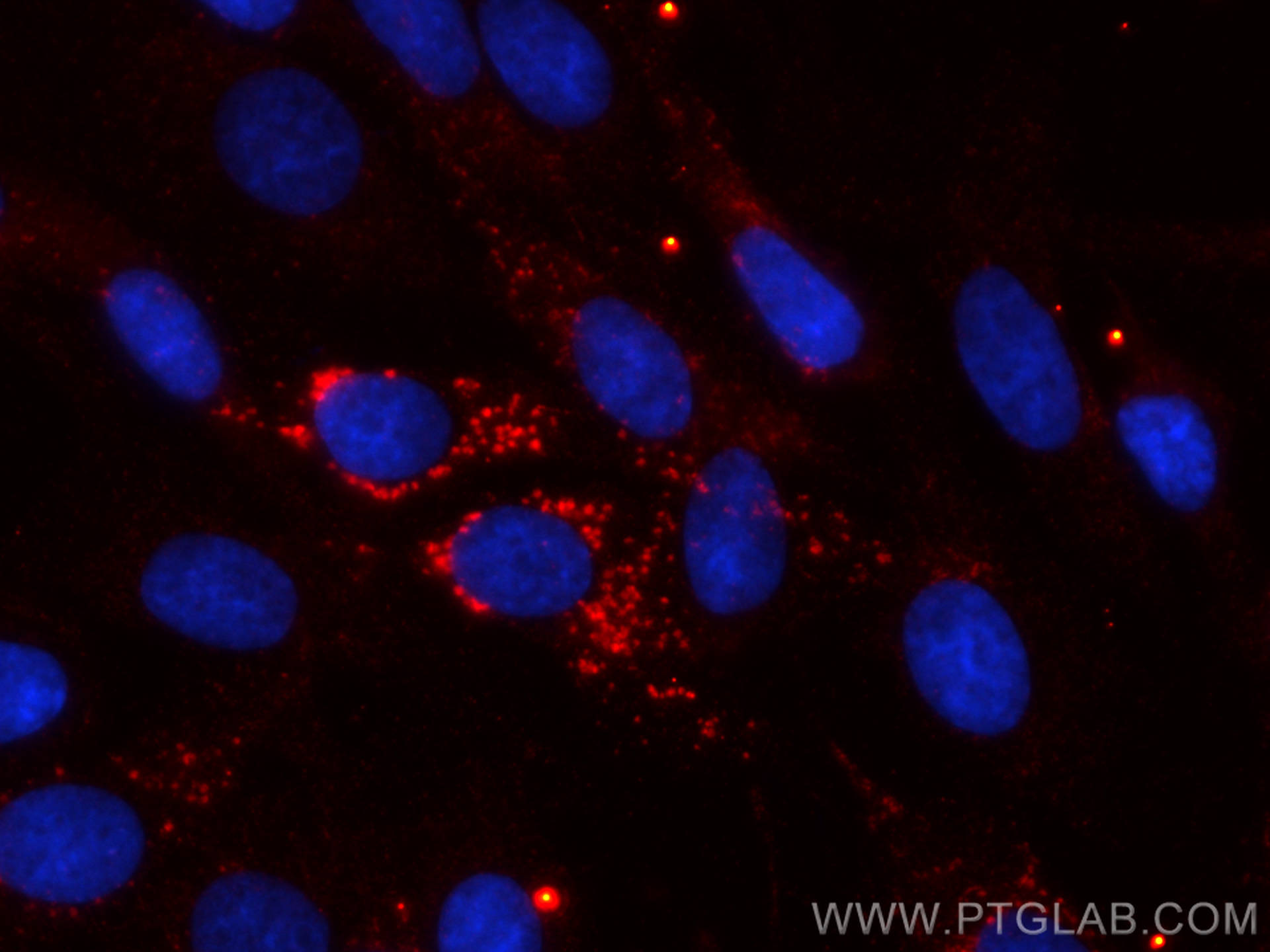 Immunofluorescence (IF) / fluorescent staining of C6 cells using CoraLite®594-conjugated KMO Monoclonal antibody (CL594-60029)