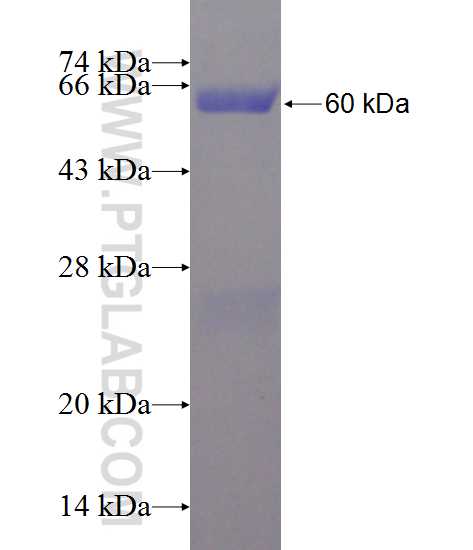 KMO fusion protein Ag1109 SDS-PAGE