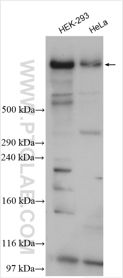 Western Blot (WB) analysis of various lysates using KMT2C Polyclonal antibody (28437-1-AP)