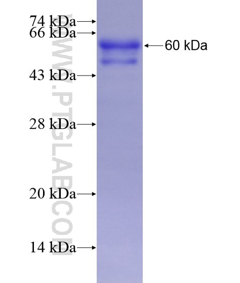 KMT2C fusion protein Ag28875 SDS-PAGE