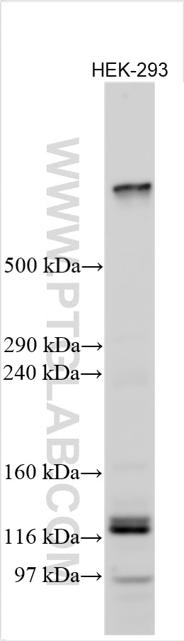 Western Blot (WB) analysis of various lysates using KMT2D Polyclonal antibody (27266-1-AP)