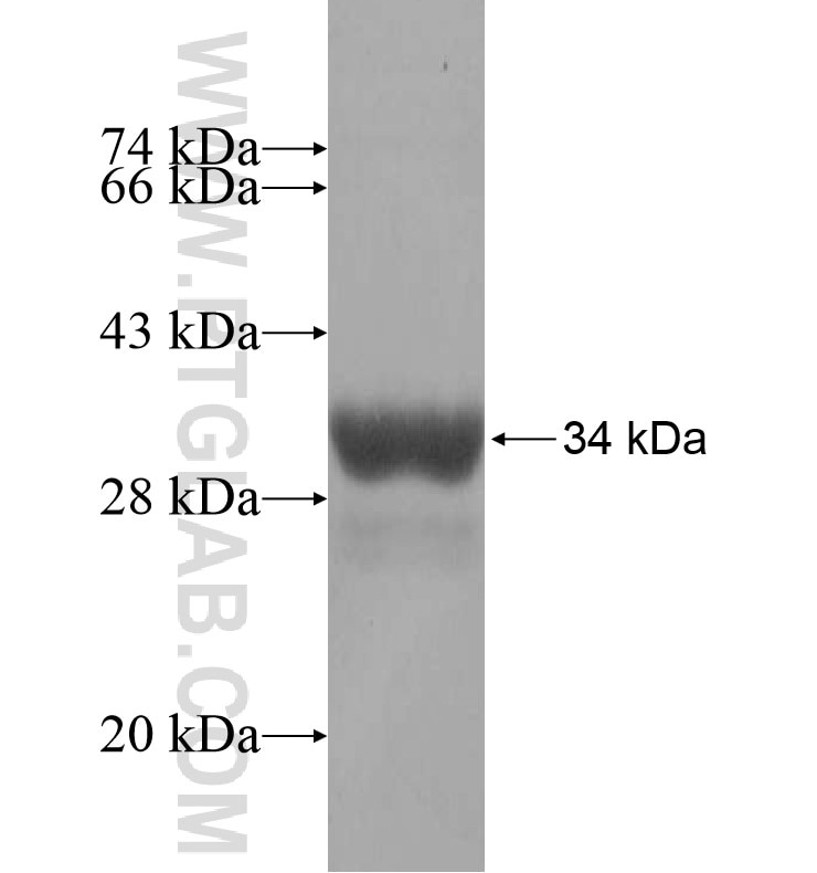 KNCN fusion protein Ag16160 SDS-PAGE