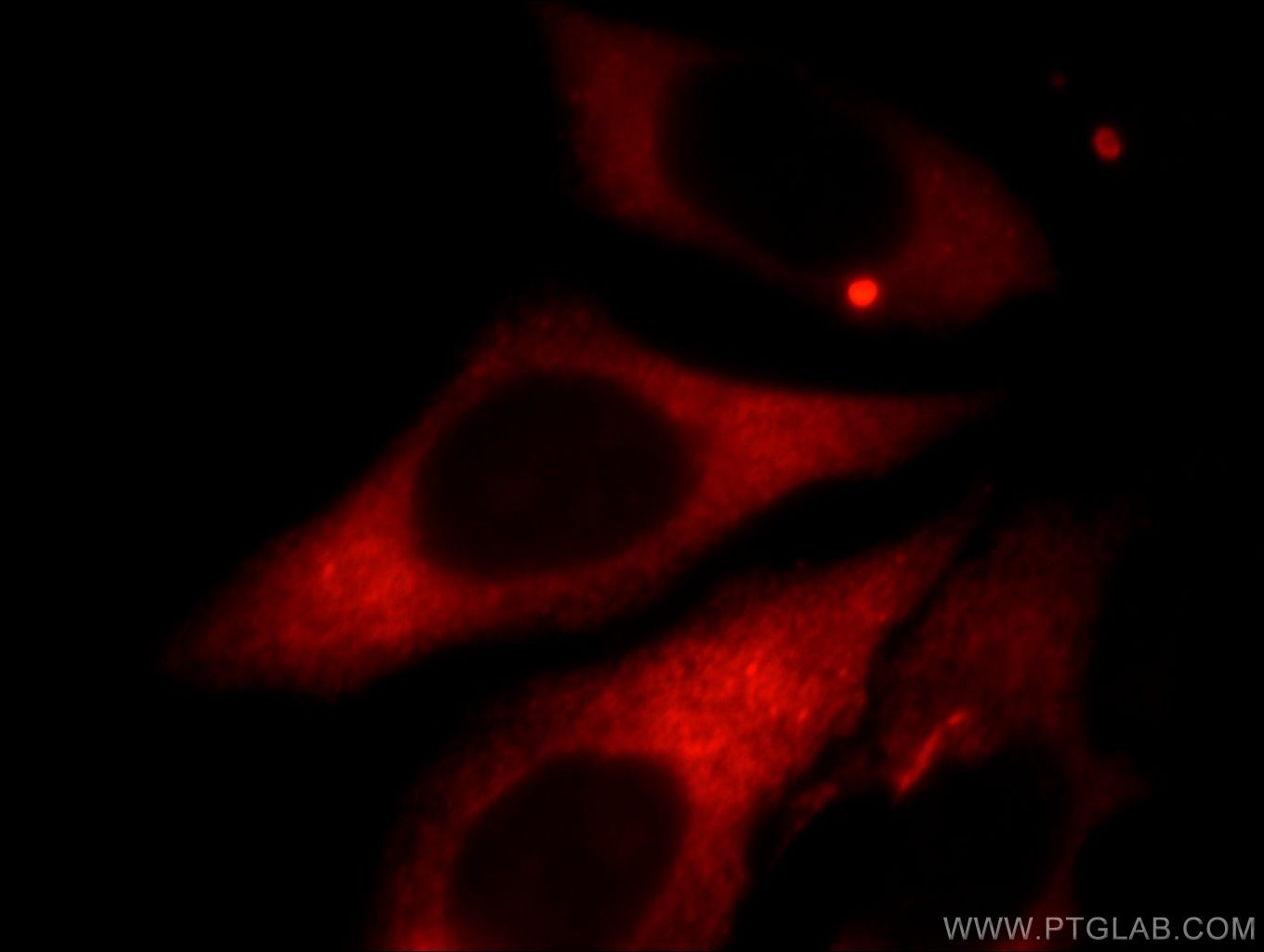 Immunofluorescence (IF) / fluorescent staining of HepG2 cells using Kininogen 1 Polyclonal antibody (11926-1-AP)