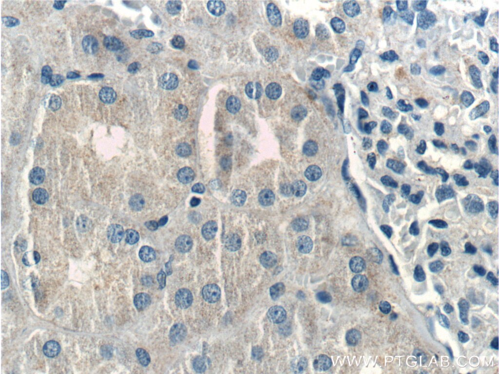 Immunohistochemistry (IHC) staining of human kidney tissue using Kininogen 1 Polyclonal antibody (11926-1-AP)