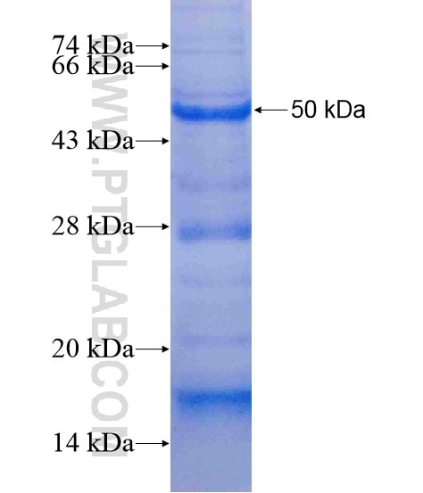 KNG1 fusion protein Ag19233 SDS-PAGE
