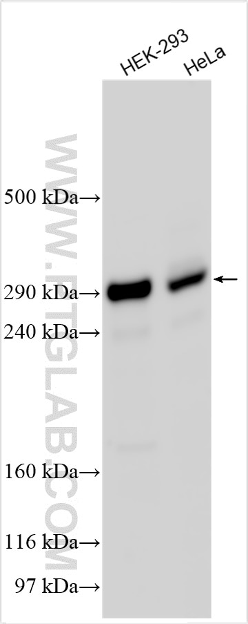 Western Blot (WB) analysis of various lysates using KNL1 Polyclonal antibody (28695-1-AP)