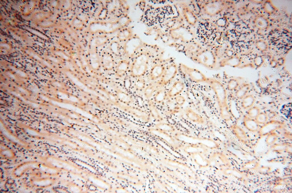 IHC staining of human kidney using 18137-1-AP