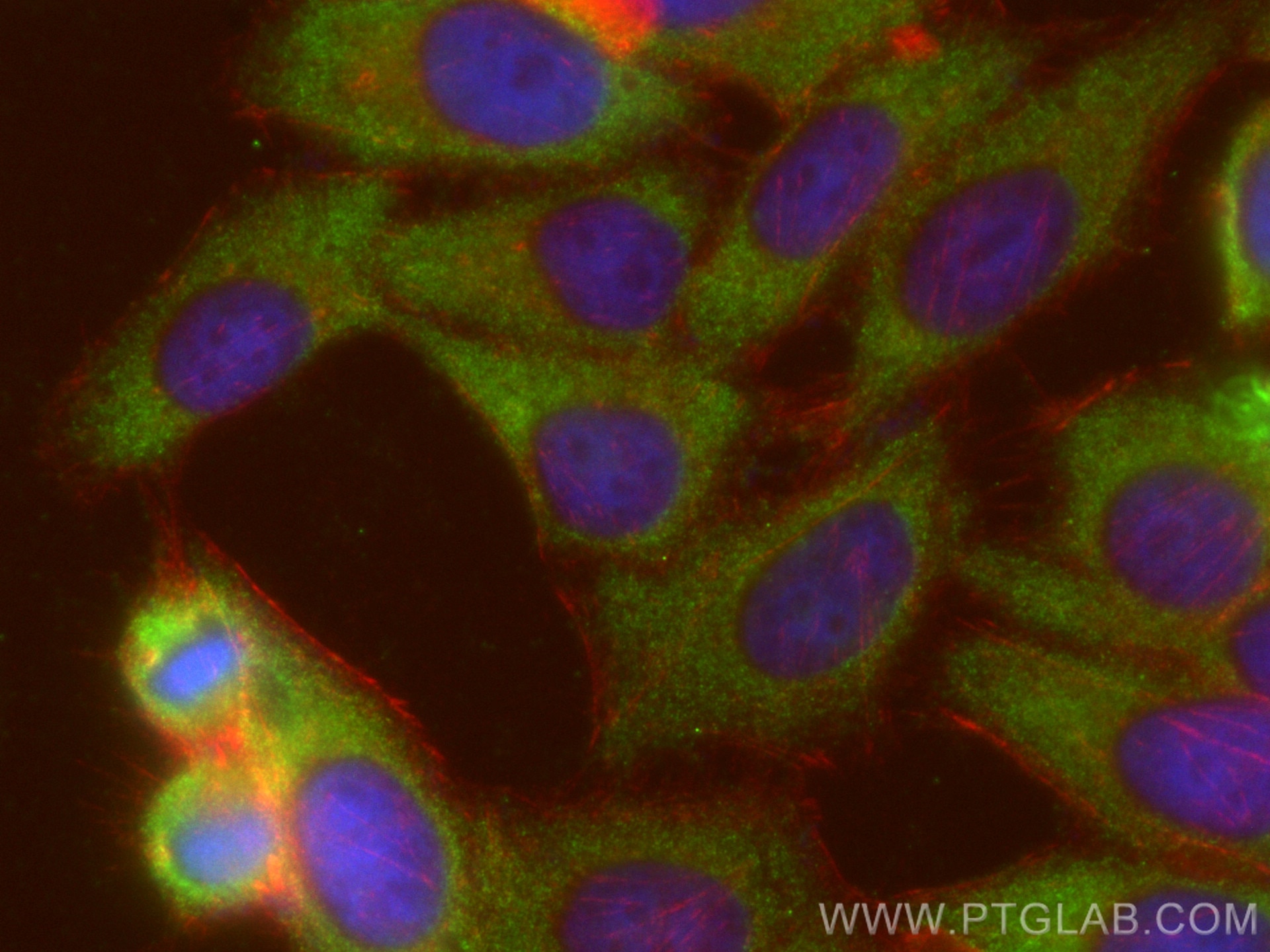 Immunofluorescence (IF) / fluorescent staining of HepG2 cells using KPNA2 Polyclonal antibody (10819-1-AP)