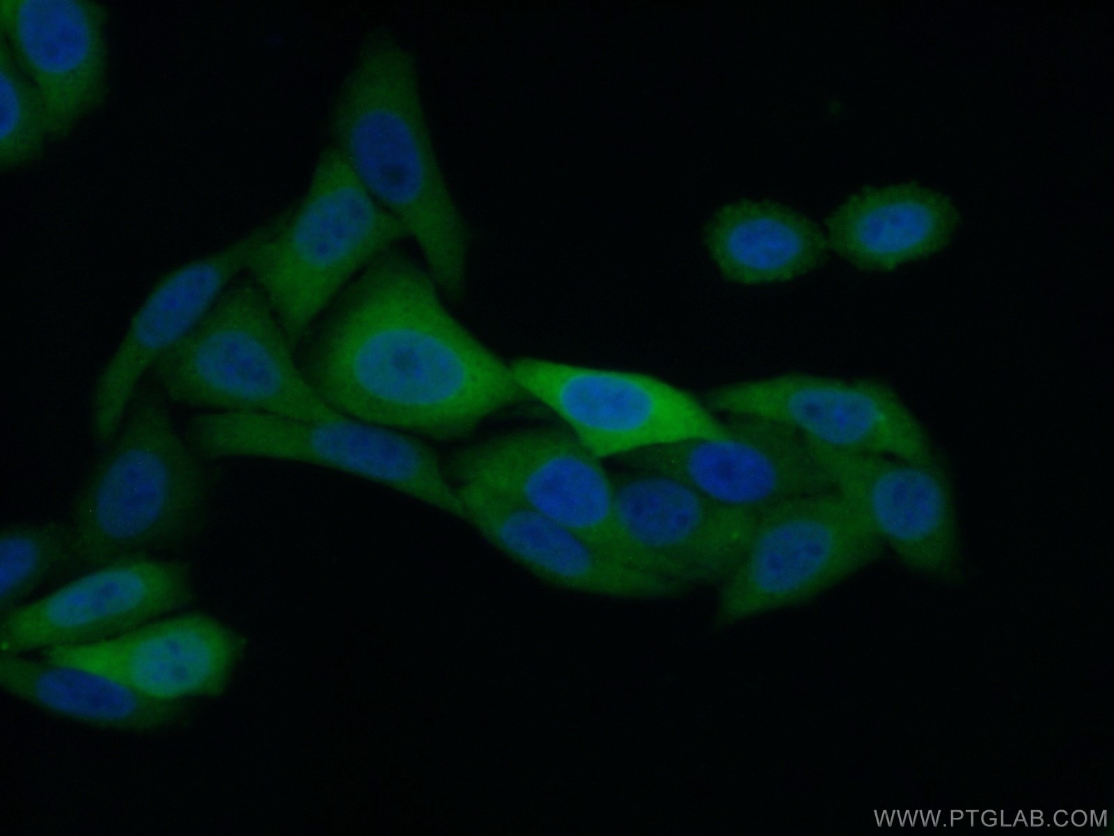 Immunofluorescence (IF) / fluorescent staining of HepG2 cells using KPNA2 Polyclonal antibody (10819-1-AP)