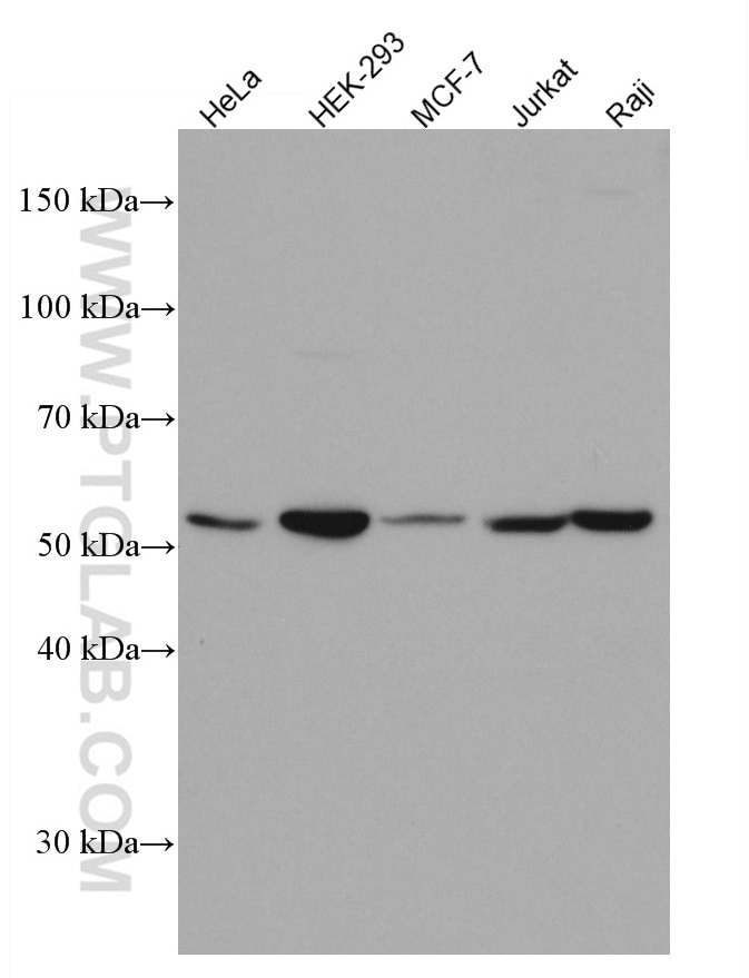 Western Blot (WB) analysis of various lysates using KPNA2 Monoclonal antibody (66870-1-Ig)