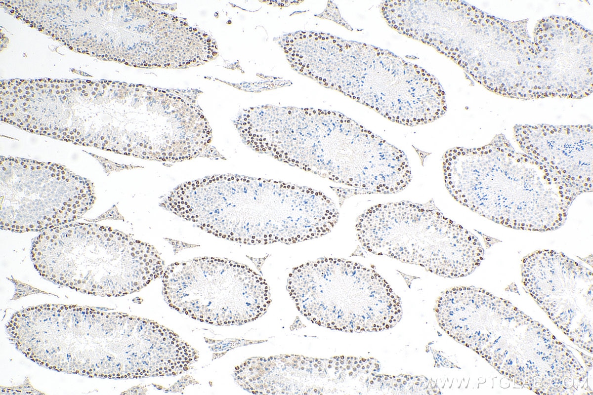 Immunohistochemistry (IHC) staining of mouse testis tissue using KPNA3 Monoclonal antibody (67892-1-Ig)