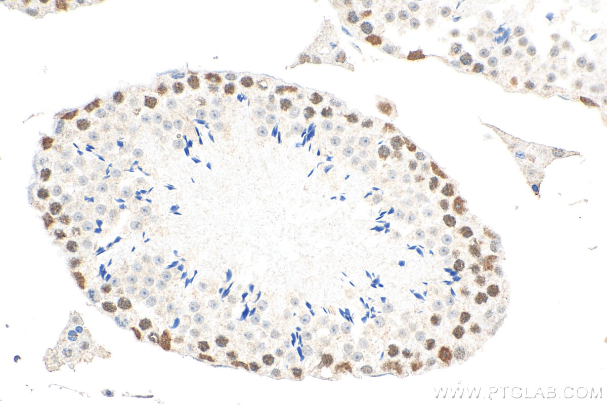 Immunohistochemistry (IHC) staining of mouse testis tissue using KPNA3 Monoclonal antibody (67892-1-Ig)