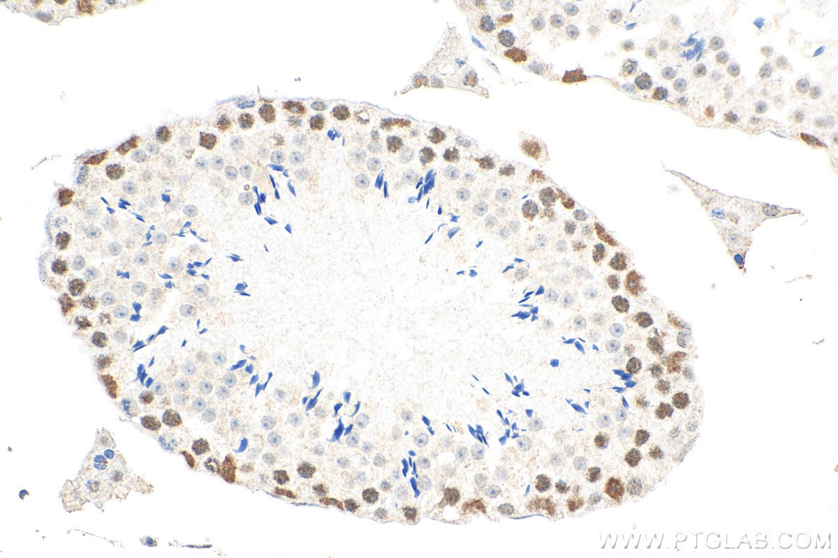 IHC staining of mouse testis using 67892-1-Ig