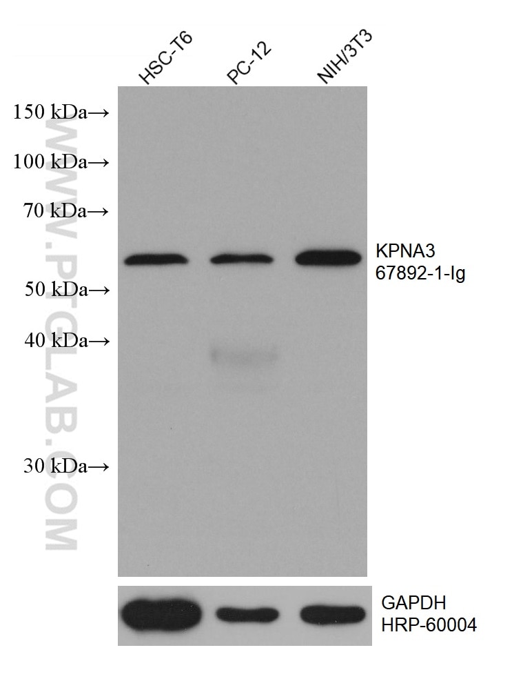 Western Blot (WB) analysis of various lysates using KPNA3 Monoclonal antibody (67892-1-Ig)