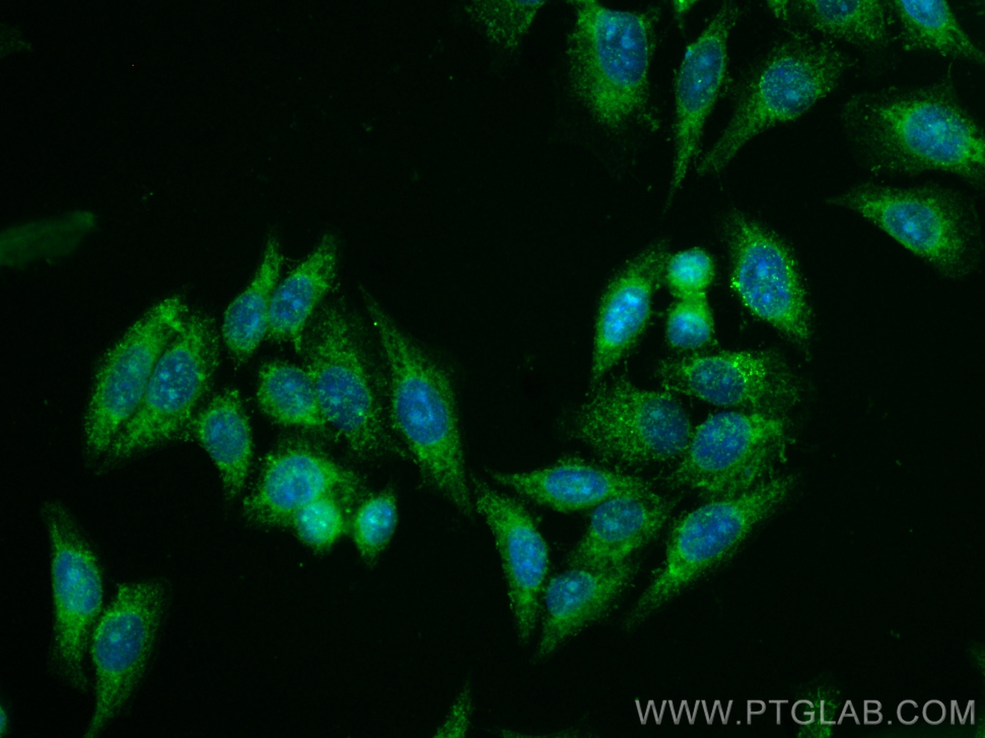 Immunofluorescence (IF) / fluorescent staining of HepG2 cells using CoraLite® Plus 488-conjugated KPNA3 Monoclonal ant (CL488-67892)
