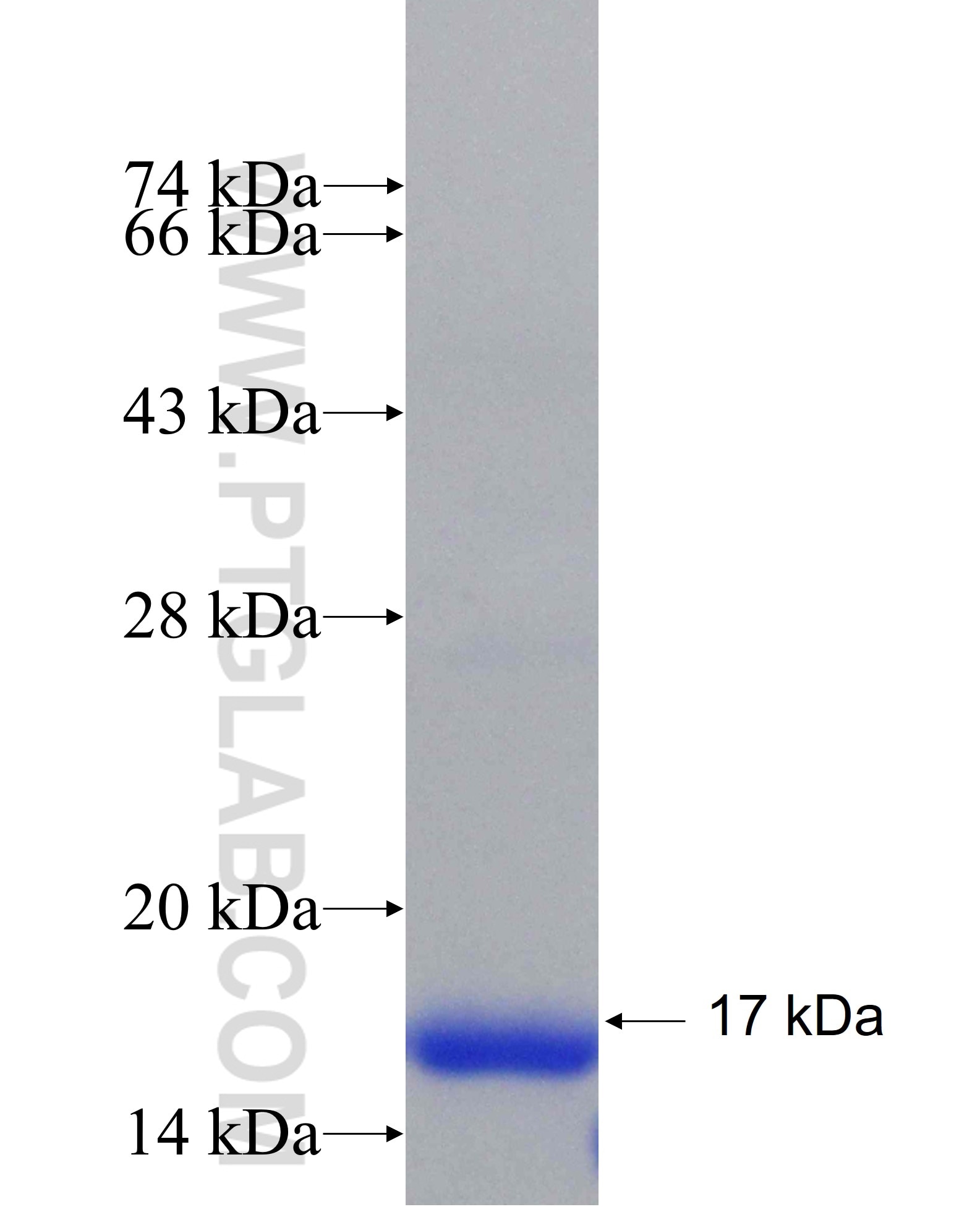 KPNA3 fusion protein Ag27767 SDS-PAGE