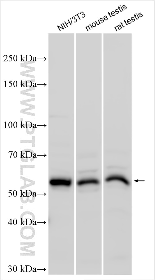 Western Blot (WB) analysis of various lysates using KPNA4 Polyclonal antibody (12463-1-AP)
